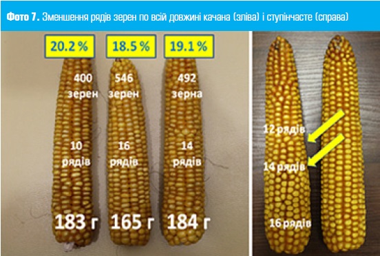Обычно это может быть компенсировано увеличением массы зерна, но вилки одного и того же гибрида с меньшим количеством рядов зерен имеют высшее влажность зерна на момент созревания (фото 7)