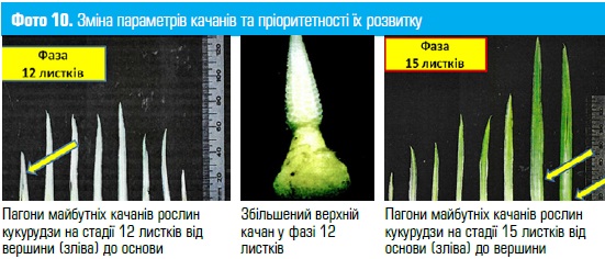 Особенностью этого периода является определение приоритетности перераспределения пластических веществ в пределах заложенных початков на растении (фото 10)